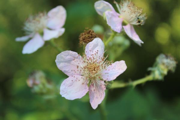 /Images/uploads/Sonoma County Regional Parks Foundation/springlake50/entries/29182thumb.jpg